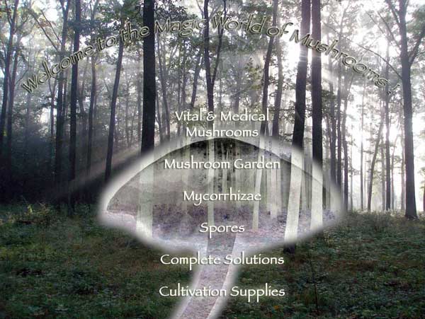 Cubensis