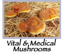 Medical Mushrooms - Heilpilze Speisepilze