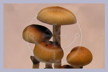 Spore Print Cubensis Australia