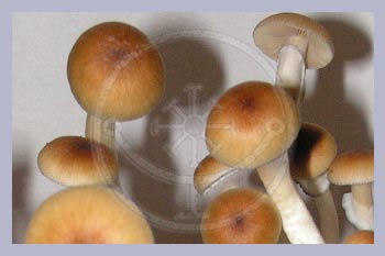 Spore Print Cubensis Ban Hua Thai