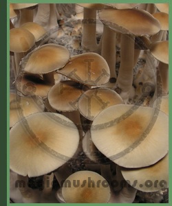 Spore Syringe Cubensis Ban Thur