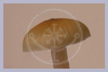 Spore Print Cubensis F+ (Florida) Strain