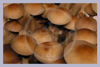 Spore Print Cubensis  PF-Classic