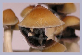 Spore Print Cubensis Orissa (India)