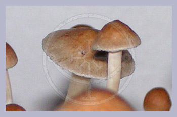 Spore Print Cubensis Palenque