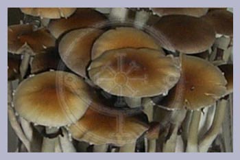 Spore Print Cubensis Argentina