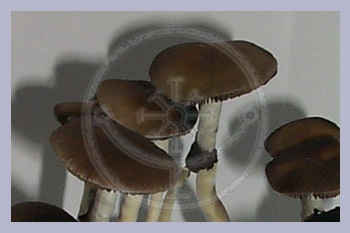 Spore Print Cubensis Nepal