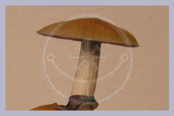 Spore Syringe Cubensis PlantAsia