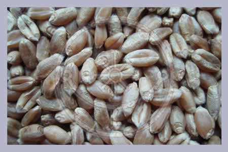 Special Wheat 25 kg