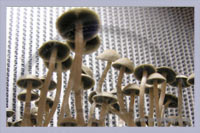 Spore Print Panaeolus Tropicalis