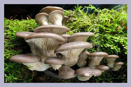 Pleurotus ostreatus | Tree Oyster | Hiratake