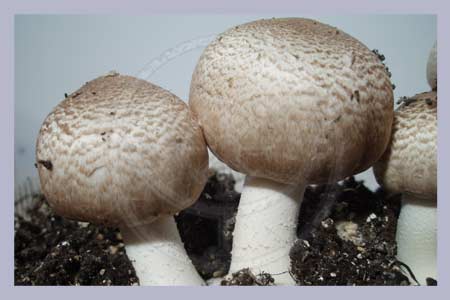 Agaricus blazei Murill | Himematsutake Spore Syringe