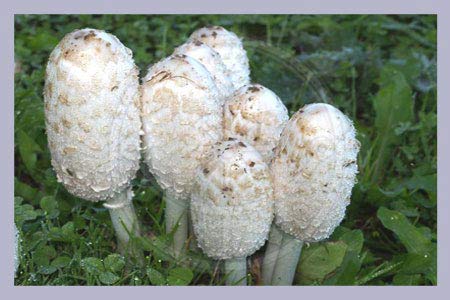 Coprinus Comatus