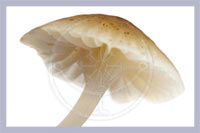 Cubensis Mushrooms