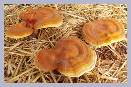 Ganoderma lucidum | Reishi Outdoor Spawn-Bag