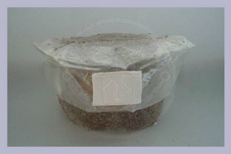 Ryegrain Substrate bag 1,6 kg | 2,5 l