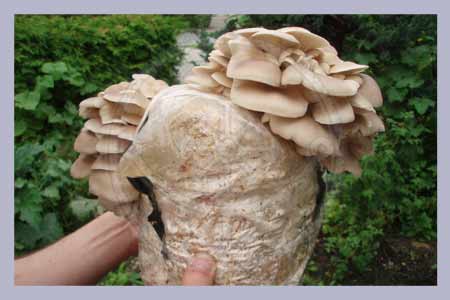 Hypsizygus ulmarius | Elm Oyster Spawn Bag Straw 4,5 L