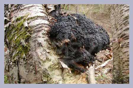 Inonotus obliquus | Chaga Spawn-Dowels