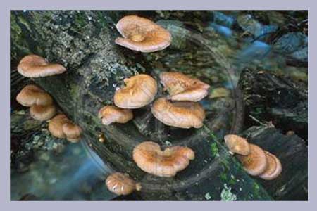 Lampteromyces japonicus | Luminescent Mushroom Spawn-Dowel