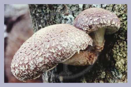 Lentinula edodes | Shiitake | Spawn-Dowels