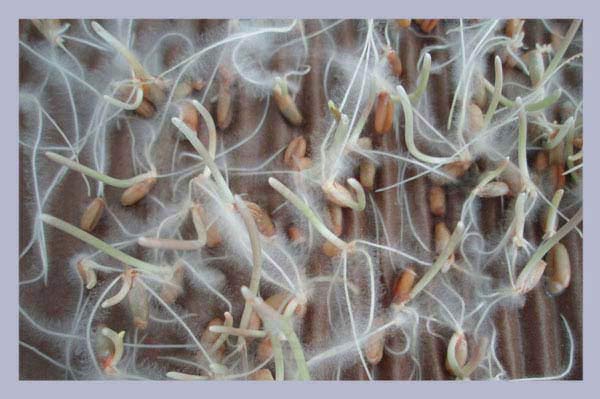 Mycorrhizae Granular