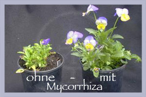 Mycorrhizae Root Dip Gel 120 g