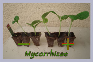 Mycorrhizae Granular 200 g
