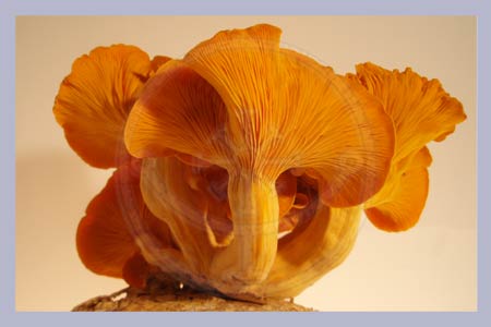 Omlphalotus olearius | jack o'lantern mushroom Spawn-Dowels