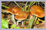 Psilocybe cyanescens Arboretum | Mycorestoration Bag