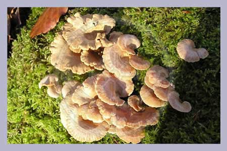 Panellus stipticus | Luminescent Panellus