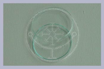 Petridish GLASS