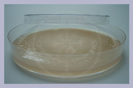 Antibiotic Malt Extract Agar in Petri 15 pcs.