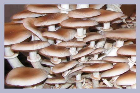 Agrocybe aegerita | Pioppino Spawn-Bag