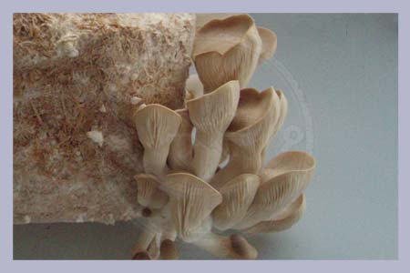 Pleurotus eryngii | King Oyster Spawn Bag Straw 4,5 L