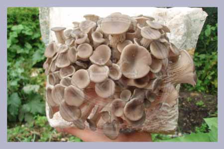 Pleurotus ostreatus | Tree Oyster Spawn Bag Straw 4,5 L