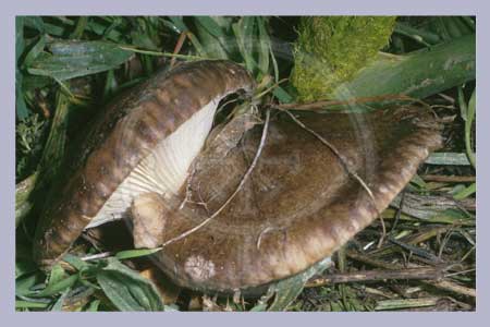 Pleurotus ferulae | Ferulae mushroom Spawn-Dowels