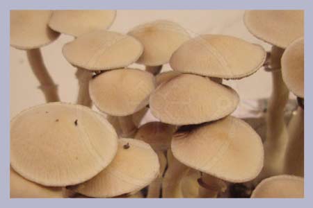 Spore Print Cubensis China