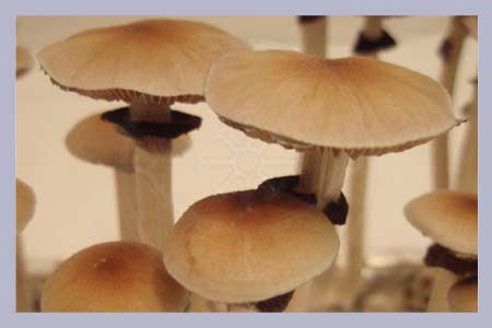 Spore Print Cubensis Ban Mae Nam (Thailand)
