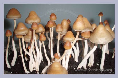 Spore Syringe Psilocybe Mexicana | 3 pcs. Discountpack