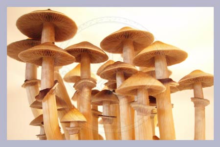 Spore Print Cubensis A-Strain