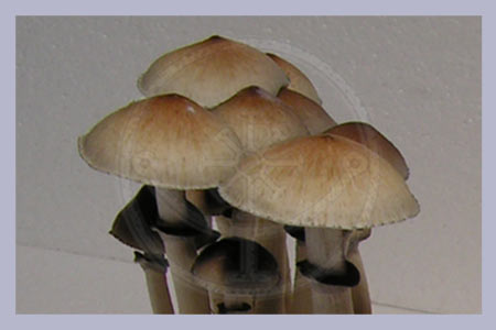Spore Syringe Cubensis Ban Phang