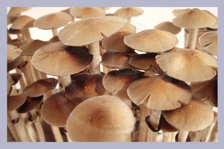 Spore Print Cubensis Burma