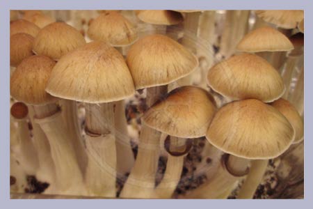 Spore Print Cubensis Chile