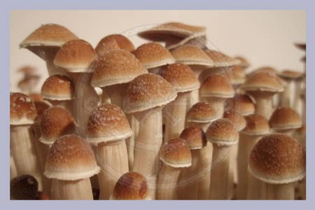 Spore Print Cubensis Colorado