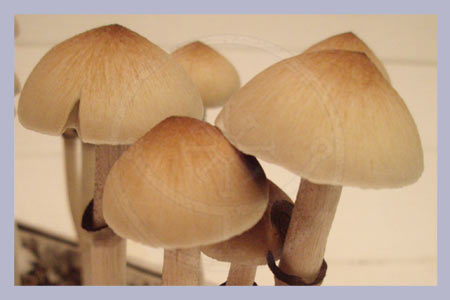 Spore Print Cubensis Ecuador