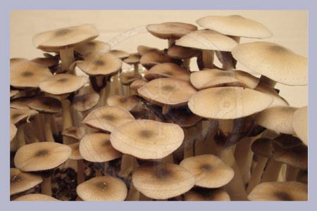 Spore Print Cubensis Elephant Dung