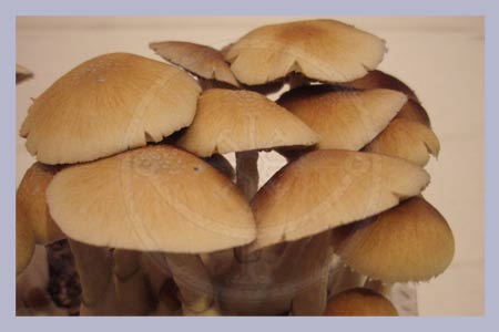 Spore Print Cubensis Golden Teacher