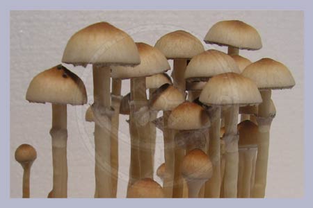 Spore Syringe Cubensis Na Muang