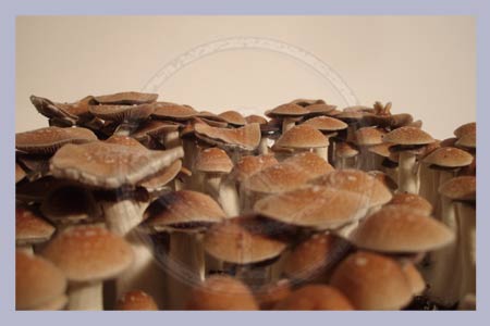 Spore Print Cubensis Peru