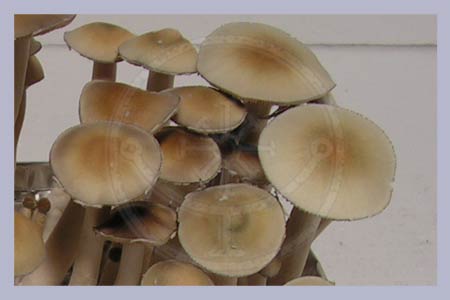 Spore Print Cubensis Taksin Marat